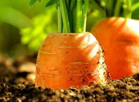 氮磷鉀檢測(cè)儀哪個(gè)好,為啥選山東云唐?