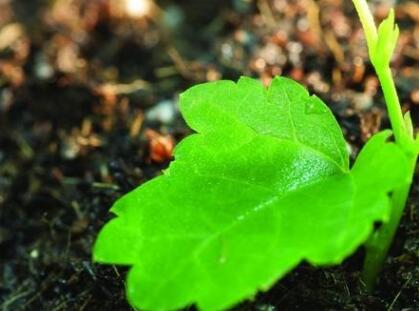 土壤養分速測儀 土壤養分速測儀