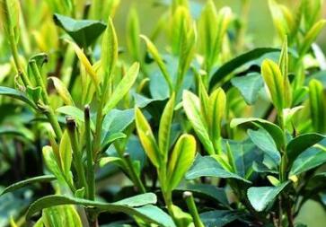 土壤養分速測儀 土壤養分速測儀