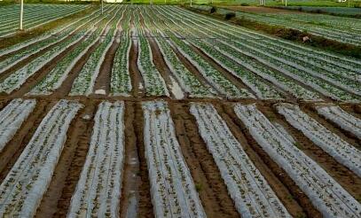 土壤微量元素檢測儀 土壤微量元素檢測儀