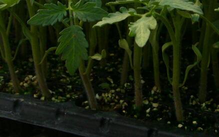 測土配方施肥儀 測土配方施肥儀