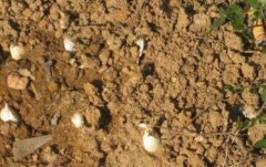 肥料養(yǎng)分速測(cè)儀規(guī)范農(nóng)民施肥方式