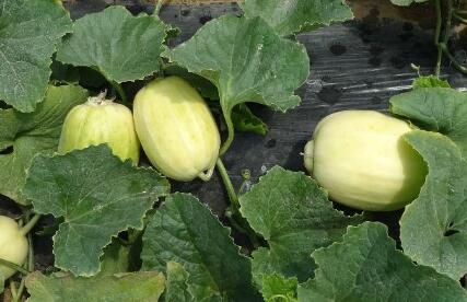 1618908544326154.jpg 1618908544326154.jpg