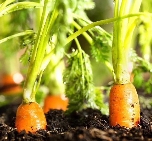 土壤肥料養分檢測儀 土壤肥料養分檢測儀