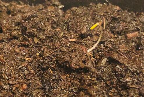 測(cè)土配方施肥儀