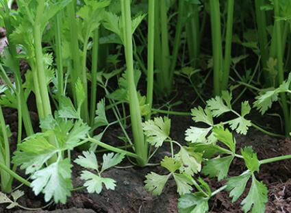 土壤養分檢測儀 土壤養分檢測儀