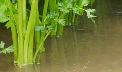 土壤墑情監測儀 土壤墑情監測儀